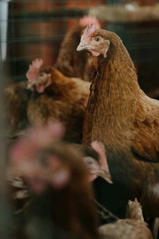 a group of chickens standing next to each other, by Jan Tengnagel, trending on unsplash, renaissance, inside a farm barn, neck zoomed in, brown, 15081959 21121991 01012000 4k