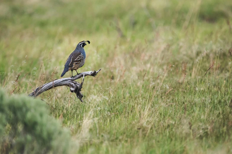 a bird sitting on top of a branch in a field, big horn, teals, medium, guide