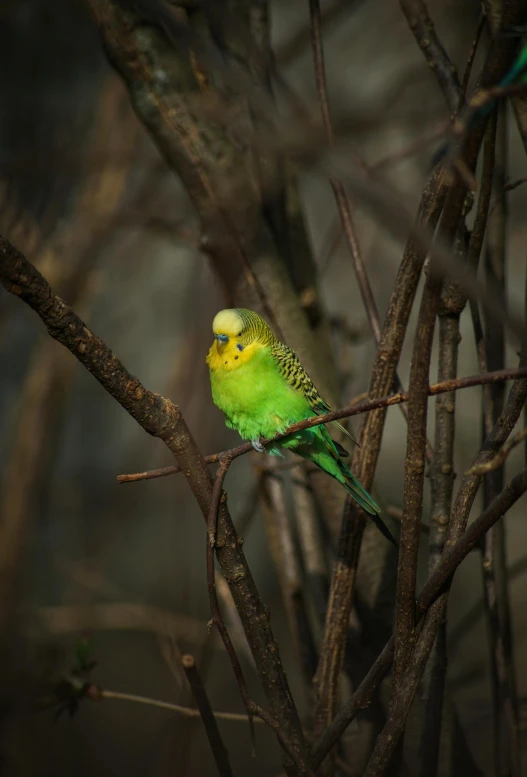 a green bird sitting on top of a tree branch, a portrait, trending on pexels, baroque, australian, yellow, colorful”