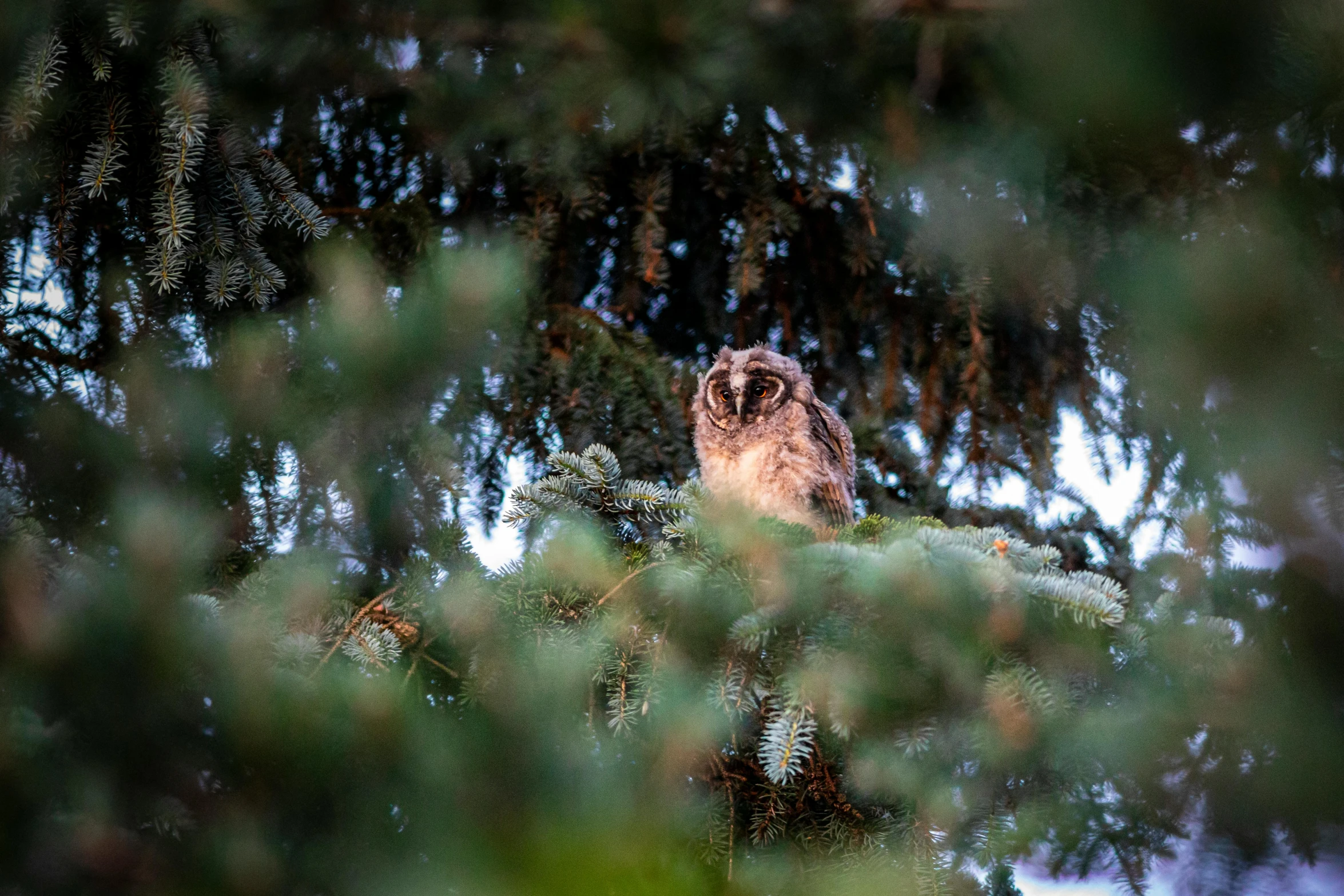 an owl sitting on top of a tree branch, unsplash, happening, full frame image, fan favorite, young lynx, spying