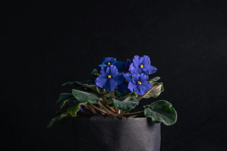 a close up of a potted plant with purple flowers, a portrait, by Adam Marczyński, unsplash, bauhaus, dark blue and black, close - up studio photo, shot on sony a 7 iii, mediumslateblue flowers