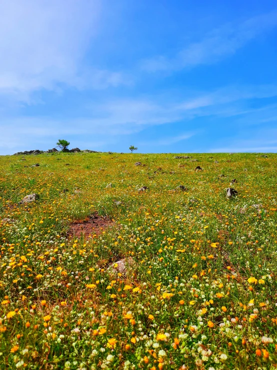 a field of wildflowers with a lone tree in the distance, slide show, background image, pov photo