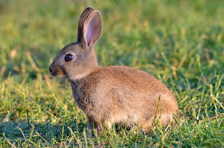 a rabbit that is sitting in the grass, slightly - pointed ears, warm coloured, small, rich evans