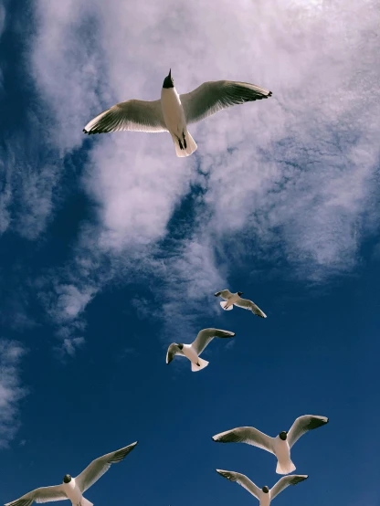 a flock of seagulls flying through a blue sky, by Niko Henrichon, pexels contest winner, instagram story, bird\'s eye view, four wings, battered
