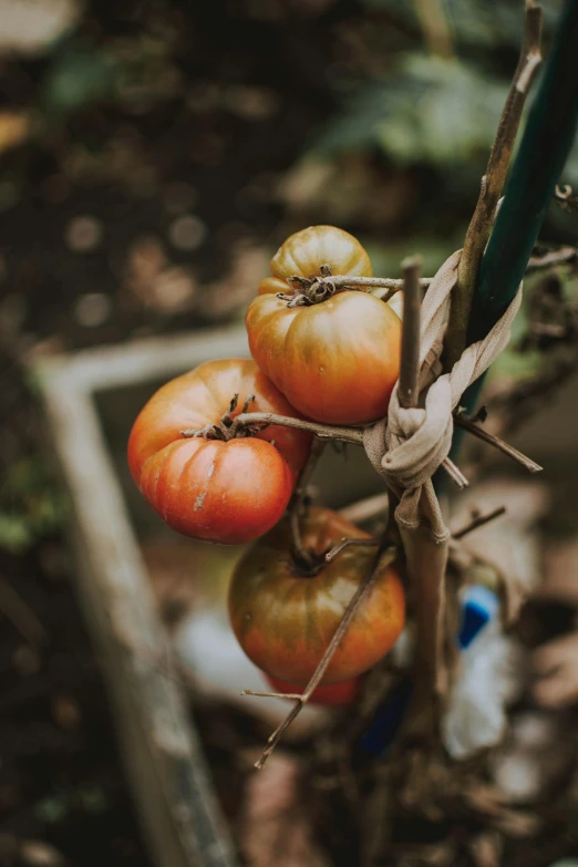 a bunch of tomatoes hanging from a tree, unsplash, renaissance, faded worn, in garden, profile image