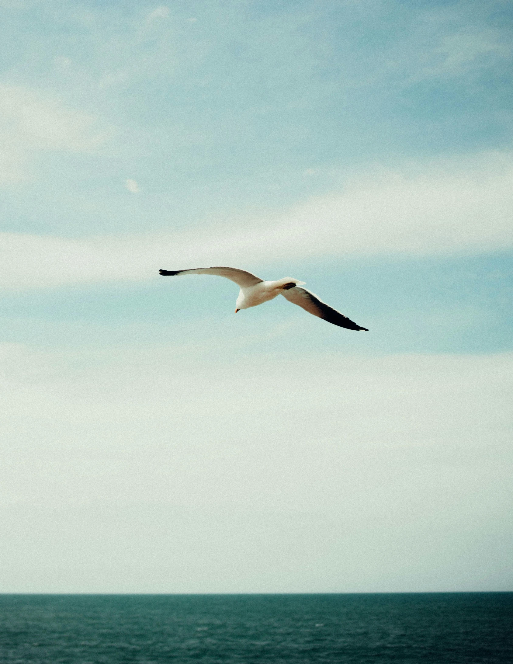 a bird flying over a body of water, by Lucia Peka, unsplash, minimalism, looking up onto the sky, coastal, vintage photo, gliding
