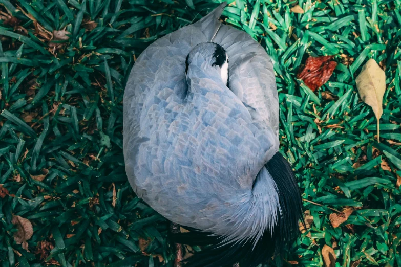 a bird that is laying down in the grass, by Elsa Bleda, pexels contest winner, magic realism, insanely inflated hips, bird view, blue and gray colors, japanese crane bird in center