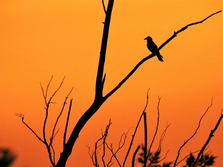 a bird sitting on top of a tree branch, by Peter Churcher, pexels contest winner, minimalism, orange lit sky, fan favorite, “ iron bark, various posed