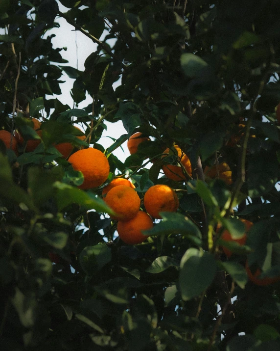 a bunch of oranges hanging from a tree, unsplash, low quality photo, slight overcast lighting, background image, no cropping