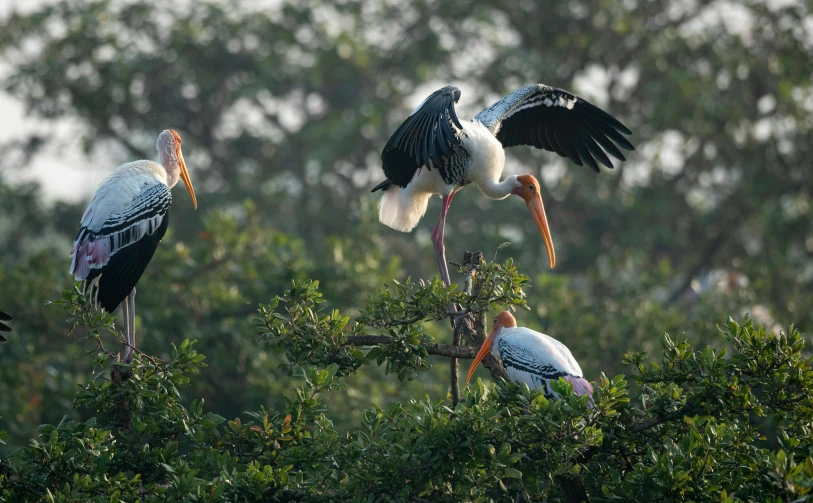 a group of birds standing on top of a tree, by Sudip Roy, pexels contest winner, hurufiyya, wings spreading, no cropping, thumbnail, 🦩🪐🐞👩🏻🦳