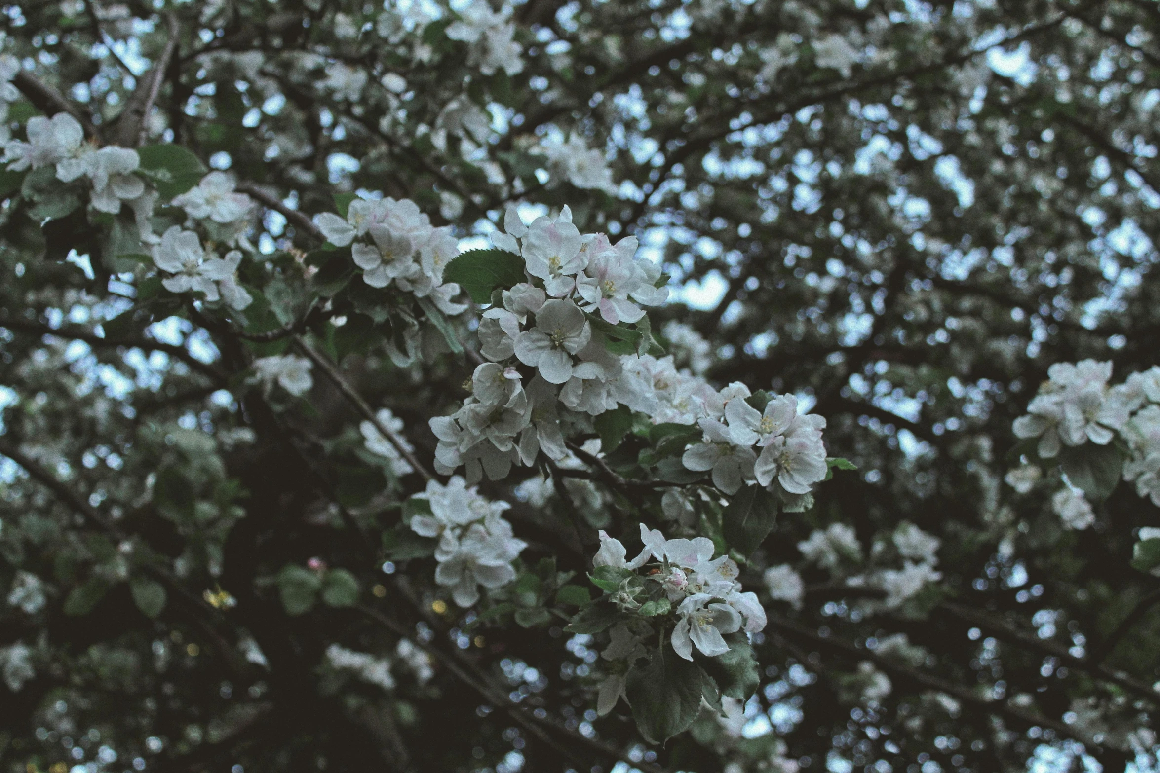 a bunch of white flowers on a tree, an album cover, inspired by Elsa Bleda, unsplash, aestheticism, apple, grainy low quality, seasons!! : 🌸 ☀ 🍂 ❄, spring evening