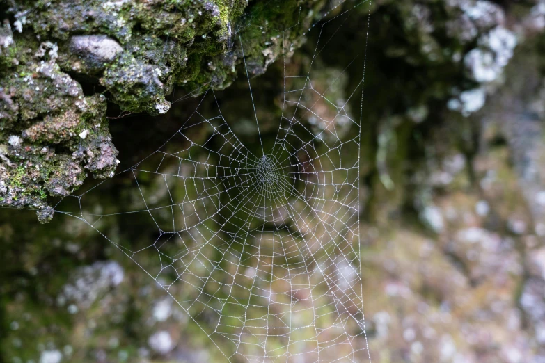 a spider web hanging from the side of a tree, a macro photograph, pexels, slide show, portrait image, ground - level medium shot, illustration