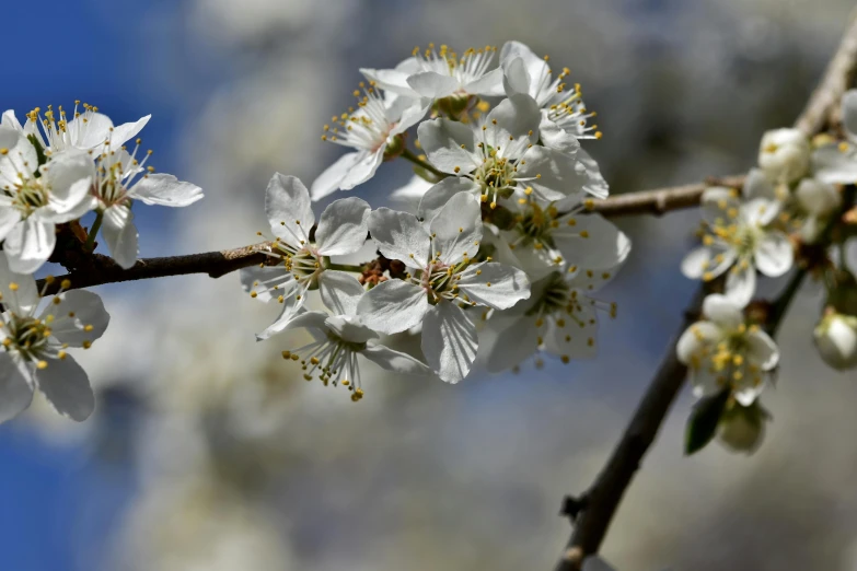 a branch with white flowers against a blue sky, an album cover, background image, paul barson, fruit trees, ultra intricate