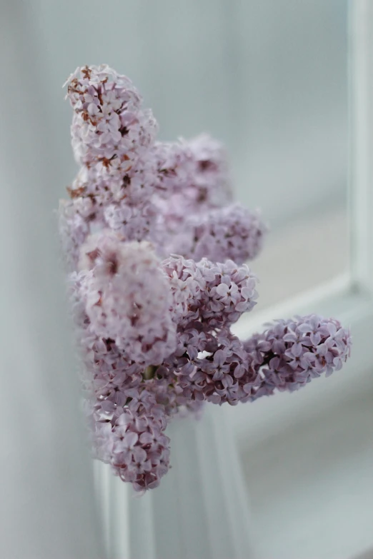 a close up of a purple flower on a window sill, cotton candy trees, pale pastel colours, lilac, high-body detail