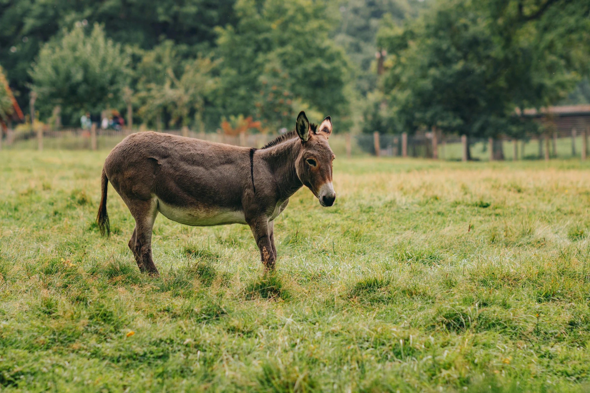 a donkey standing on top of a lush green field, unsplash, mingei, of augean stables, grey, a wooden, brown