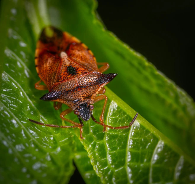 a bug sitting on top of a green leaf, a macro photograph, by Adam Marczyński, pexels contest winner, brown, halyomorpha halys, thumbnail, digital image