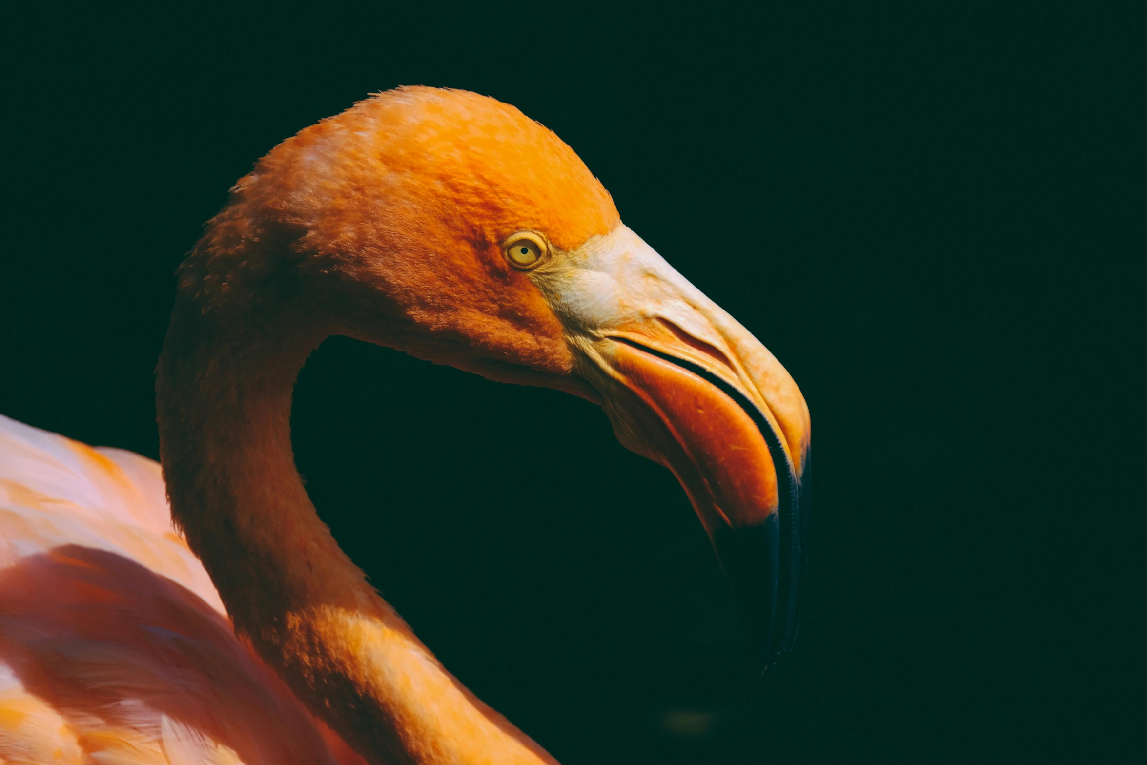 a close up of a flamingo's head and neck, a photo, by Adam Marczyński, pexels contest winner, toned orange and pastel pink, photo taken on fujifilm superia, long thick shiny black beak, a high angle shot