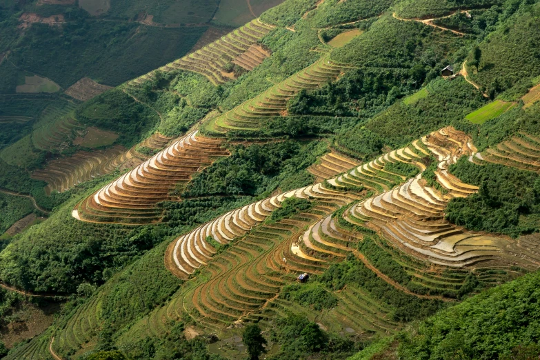 a group of people standing on top of a lush green hillside, pexels contest winner, land art, staggered terraces, rice, intricately detailed scales, brown