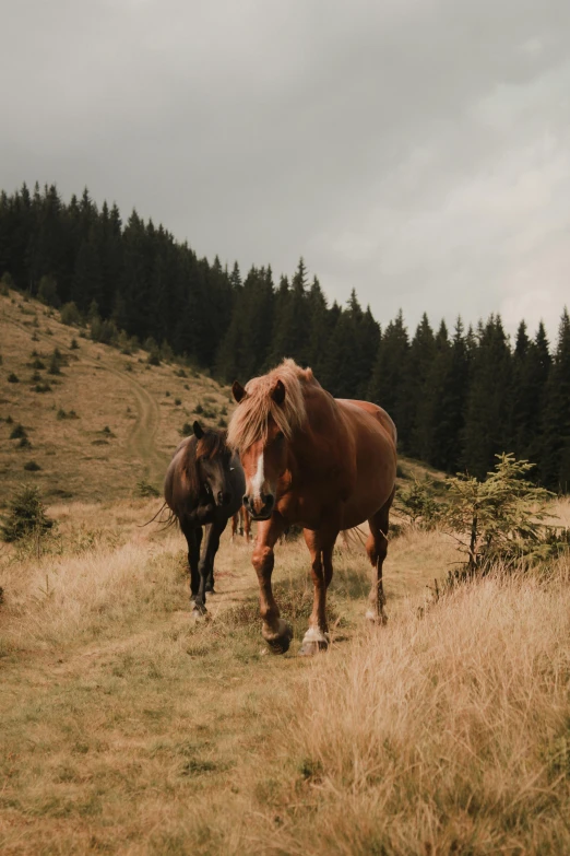 a couple of horses that are standing in the grass, by Emma Andijewska, unsplash contest winner, renaissance, carpathian mountains, low quality photo, late summer evening, walking around in forest