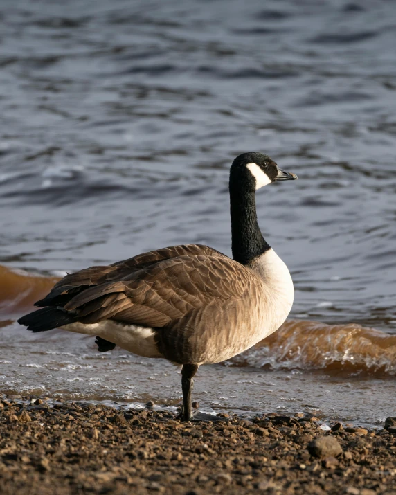 a goose standing on the shore of a body of water, posing for the camera