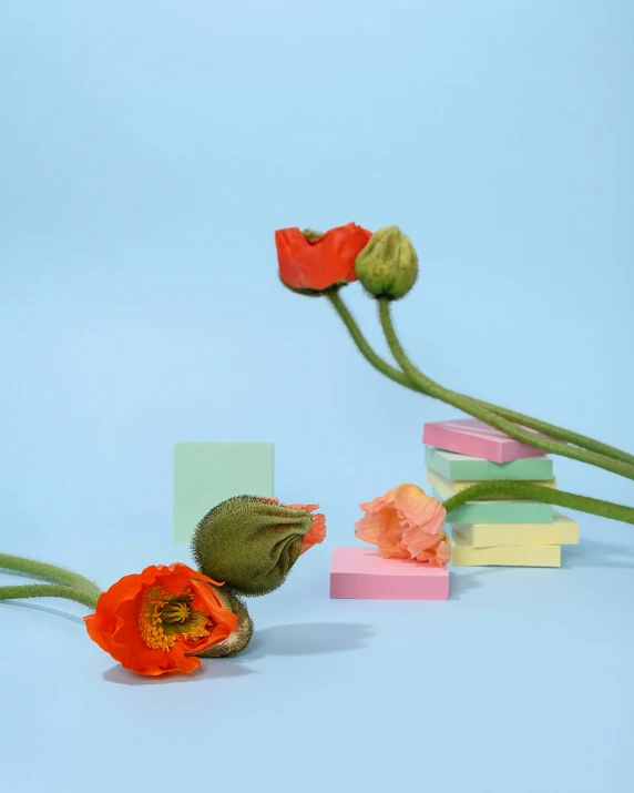 a bunch of flowers sitting on top of a table, color blocks, press shot, poppy, pastelcolours