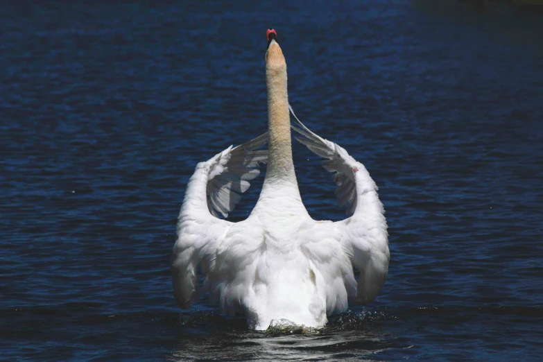 a swan flapping its wings in the water, an album cover, pexels contest winner, arabesque, back turned, greg ruthowski, flirtatious, national geography photography