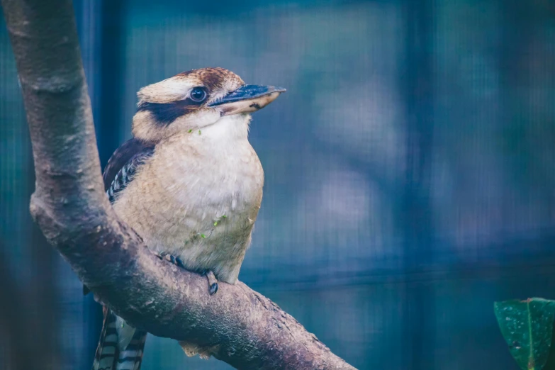 a bird sitting on top of a tree branch, a portrait, pexels contest winner, hurufiyya, aussie, 🦩🪐🐞👩🏻🦳, high quality upload, pixelated