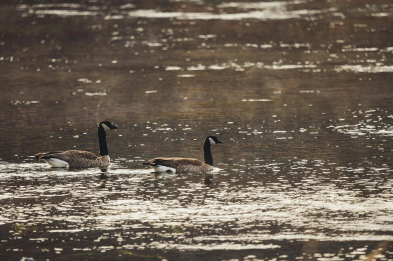 two geese swimming in a body of water, a photo, pexels contest winner, fan favorite, paul barson, canada goose, in a row