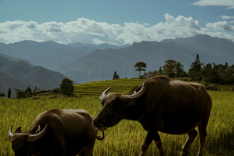 a couple of buffalo standing on top of a lush green field, by Kristian Zahrtmann, pexels contest winner, sumatraism, vietnam, profile image, traveling through the mountains, conde nast traveler photo