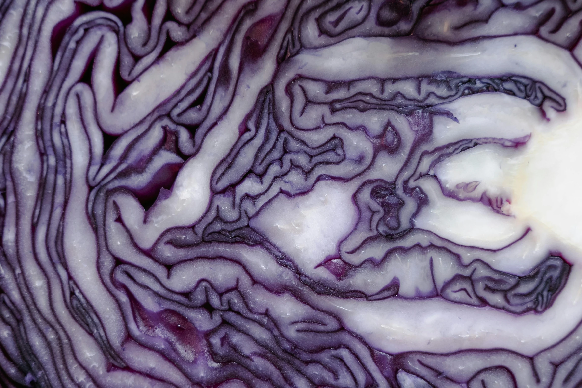 a close up of a red cabbage cut in half, a microscopic photo, pexels, gray mottled skin, ((purple)), laura watson, creamy