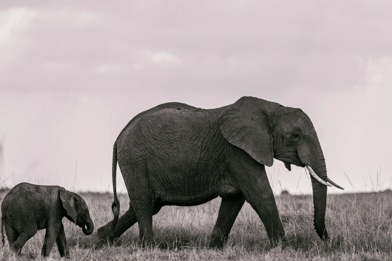 a couple of elephants walking across a grass covered field, a black and white photo, by Will Ellis, pexels contest winner, minimalism, maternal, portrait of tall, pastel', family dinner