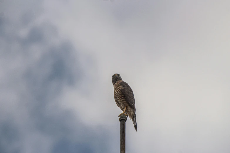 a bird that is sitting on top of a pole, a portrait, by Neil Blevins, pexels contest winner, grey cloudy skies, hawk, looking from slightly below, today\'s featured photograph 4k