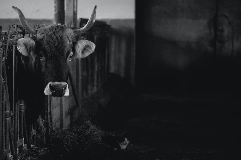 a black and white photo of a cow behind a fence, pexels contest winner, conceptual art, inside a farm barn, dark and realistic, milk, medium format