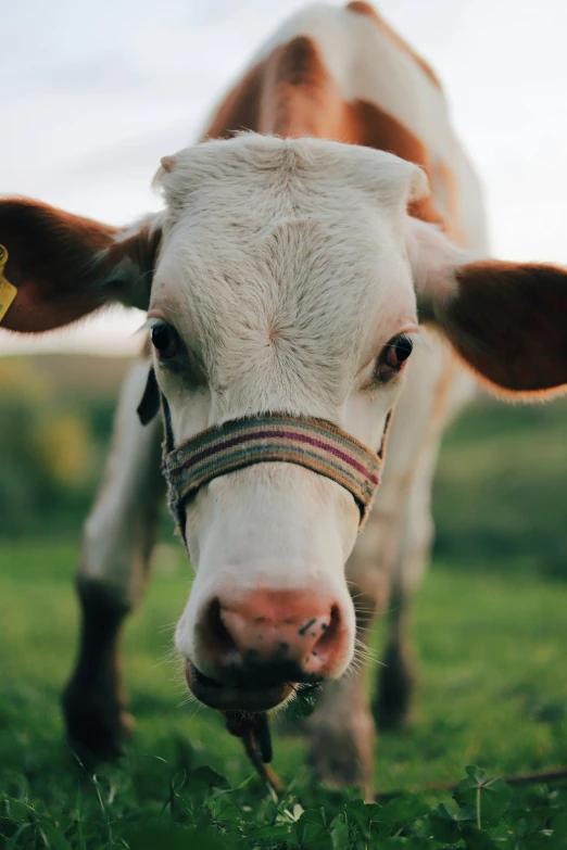 a brown and white cow standing on top of a lush green field, unsplash, renaissance, square nose, lipstick, 256435456k film, tiny cute nose