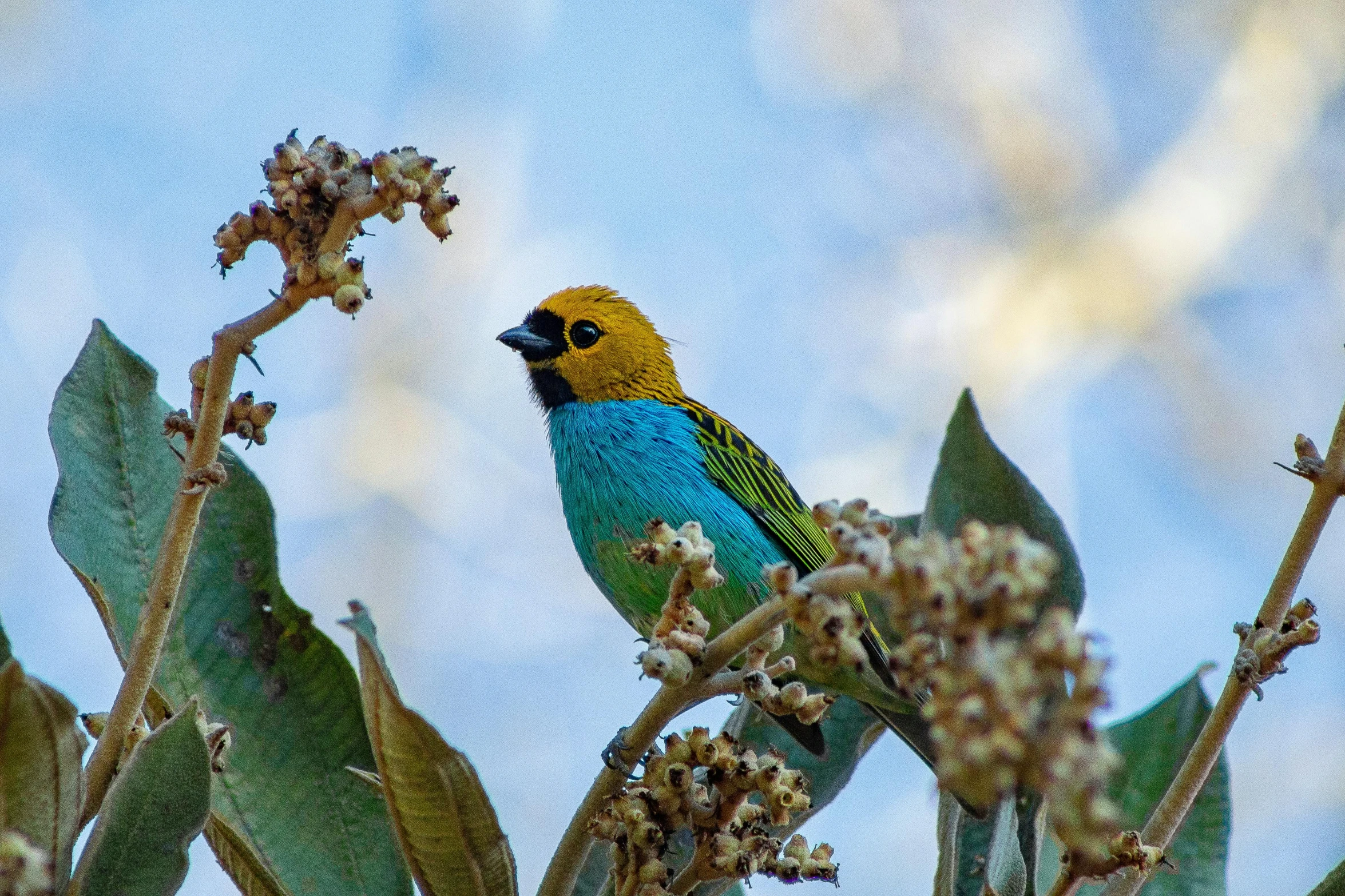 a colorful bird sitting on top of a tree branch, by Gwen Barnard, pexels contest winner, cyan and gold scheme, australian wildflowers, avatar image, diverse species