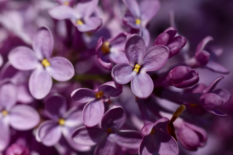 a close up of a bunch of purple flowers, by David Simpson, pexels, lilac, macro photography 8k, full frame image