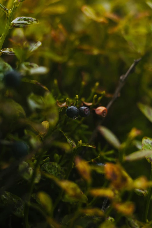 a close up of a plant with berries on it, by Jan Tengnagel, unsplash, forest setting in iceland, cinematic still frame, blueberry, multiple stories