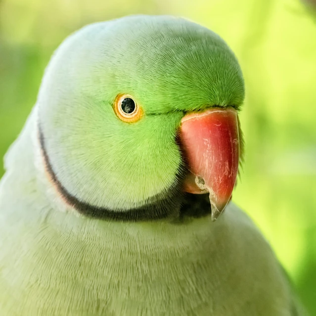 a green parrot sitting on top of a tree branch, a portrait, pexels contest winner, pallid skin, flat triangle - shaped head, white male, pastel'