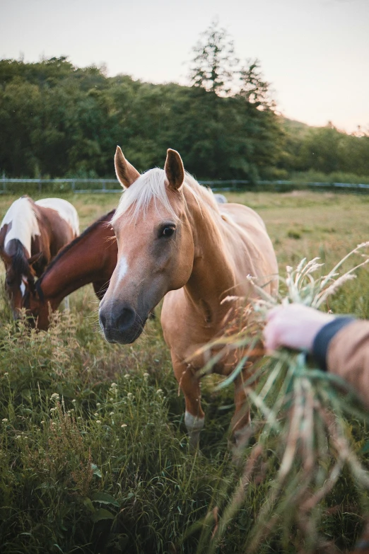 a couple of horses standing on top of a lush green field, ready to eat, up close, in the evening, profile image