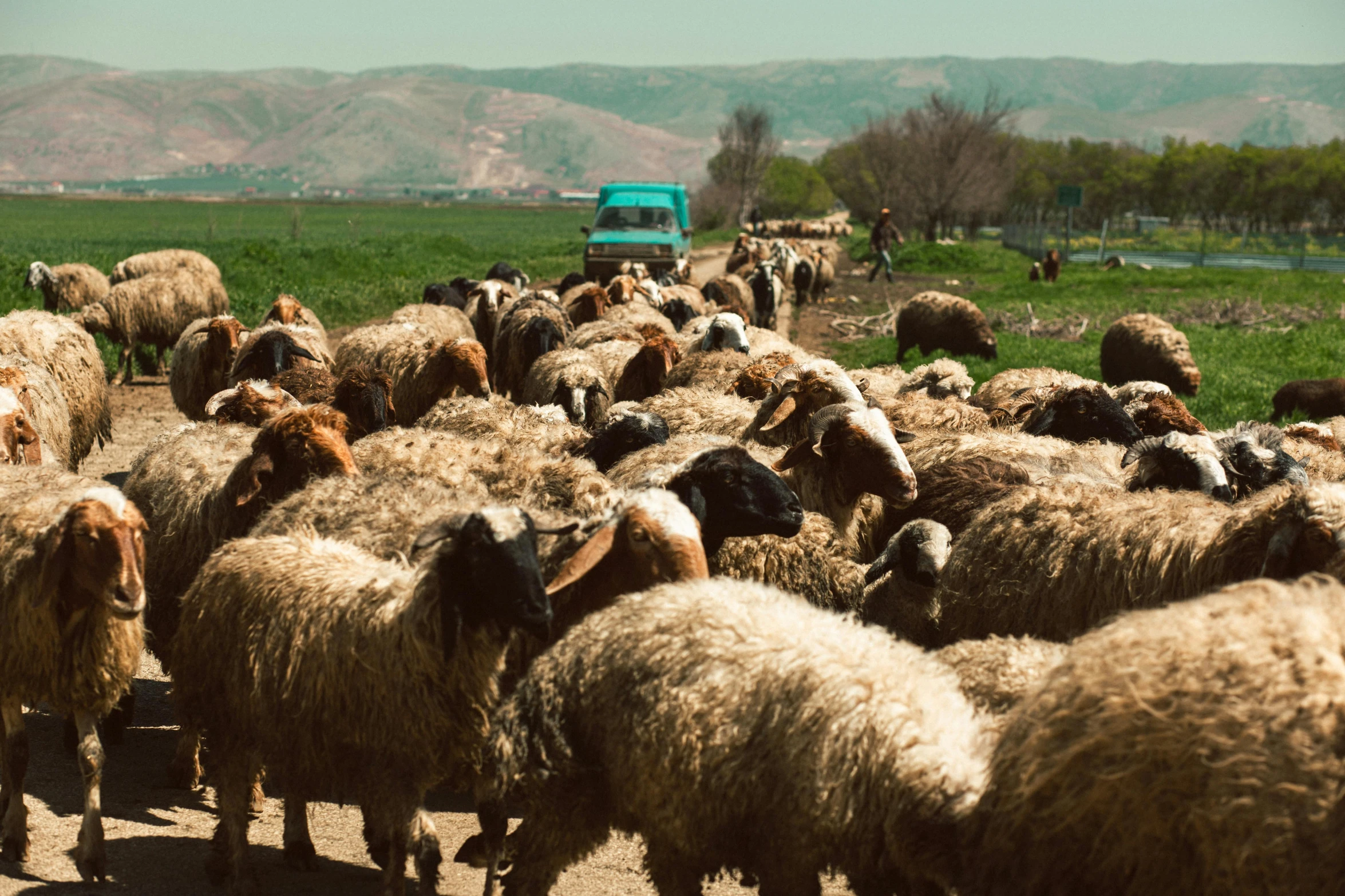 a herd of sheep walking down a dirt road, trending on unsplash, renaissance, persian carpets, vehicles, 🚿🗝📝