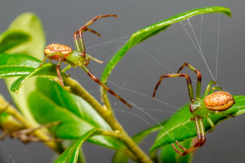 a close up of a spider on a leaf, trending on pexels, hurufiyya, adult pair of twins, avatar image, slide show, two male