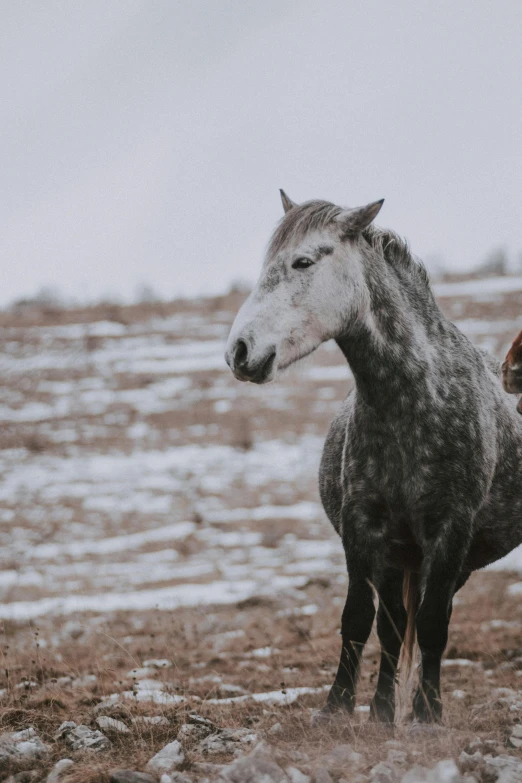 a couple of horses standing on top of a snow covered field, a portrait, unsplash contest winner, renaissance, gray mottled skin, mustang, video, concerned