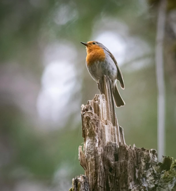 a small bird sitting on top of a tree stump, pexels contest winner, robin, portrait of tall, hunting, today\'s featured photograph 4k