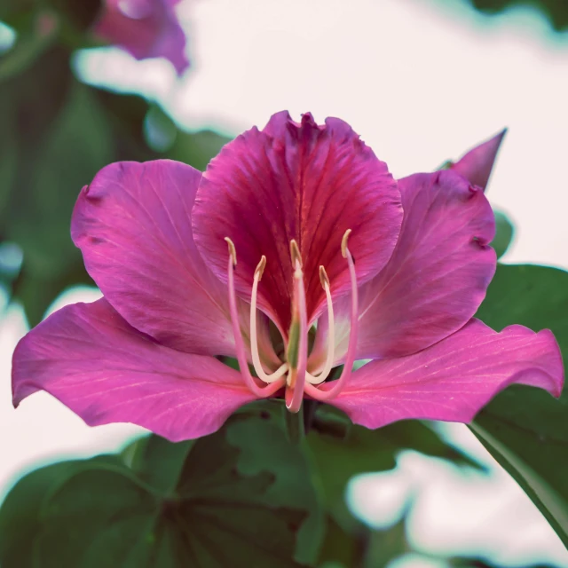 a close up of a purple flower with green leaves, a portrait, unsplash, covered in flame porcelain vine, hibiscus, high-resolution, pink