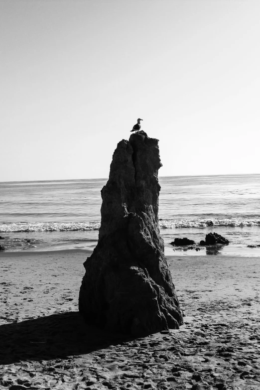 a bird sitting on top of a rock on the beach, inspired by Max Dupain, malibu canyon, tall spires, standing!!, standing on neptune