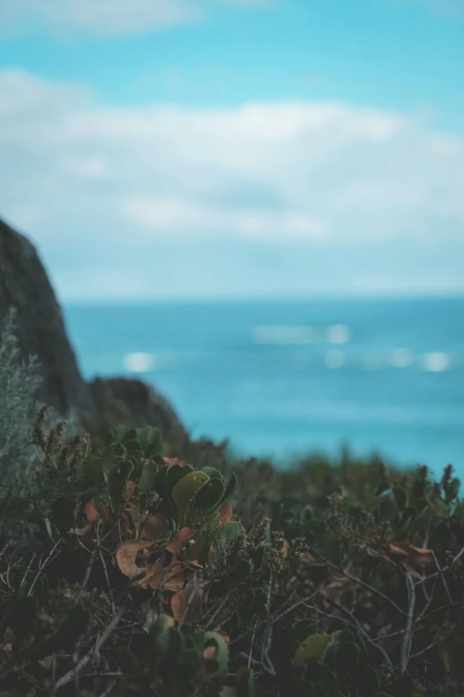 a teddy bear sitting on top of a lush green hillside, a picture, by Robbie Trevino, unsplash, a photo of the ocean, blueish tones, jagged rocks, thick bushes