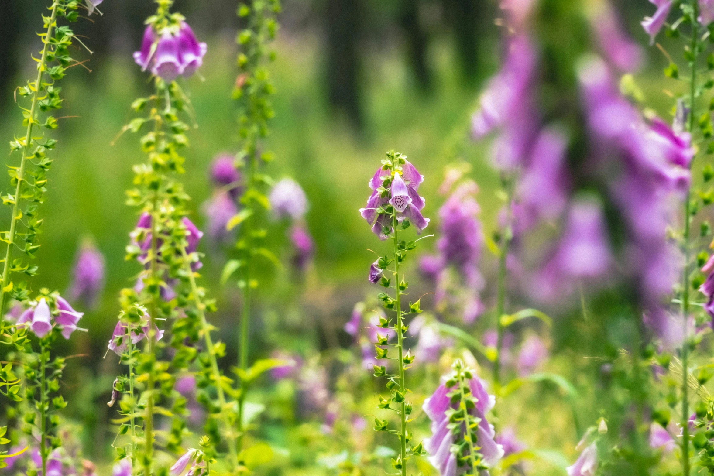 a bunch of purple flowers in a field, pexels contest winner, green flora forest, bells, summer light, gray