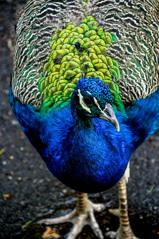 a peacock that is standing in the dirt, up close, on display, zoomed in, blue and green colours