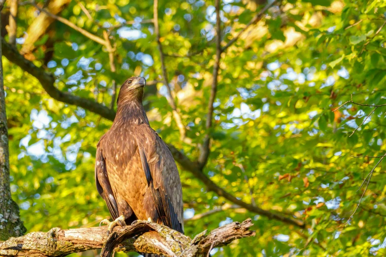 a large bird sitting on top of a tree branch, by Dietmar Damerau, pixabay, late summer evening, 🦩🪐🐞👩🏻🦳, eagle wings, young female