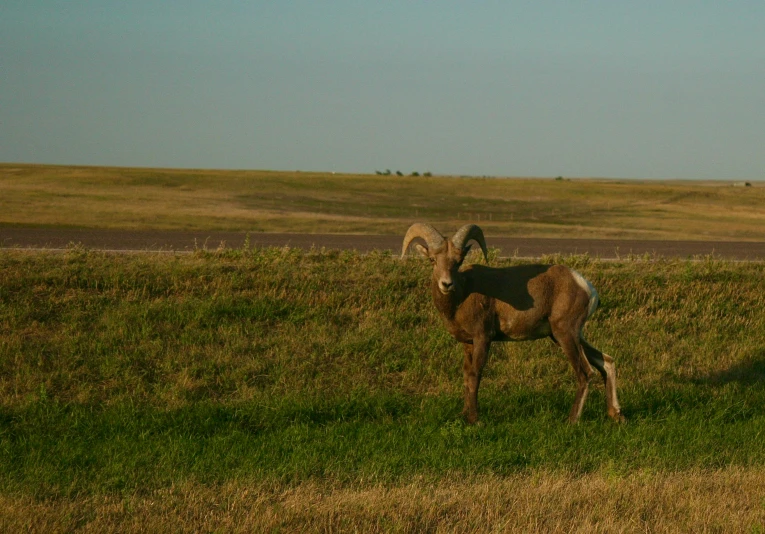 a ram standing on top of a lush green field, badlands, slide show, golden hour photo, no cropping